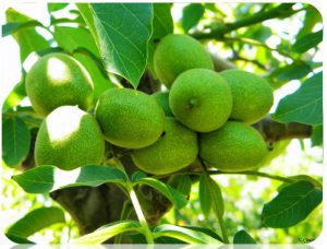 AŞILI CEVİZ FİDANI SEKTÖRÜ