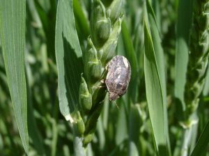 2017 YILI SÜNE RAPORU