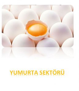 YUMURTA SEKTÖRÜ RAPORU 2016